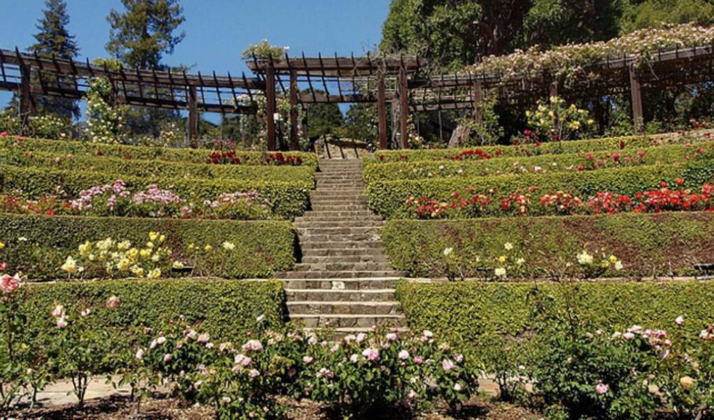 Photo of the Berkeley Rose Garden