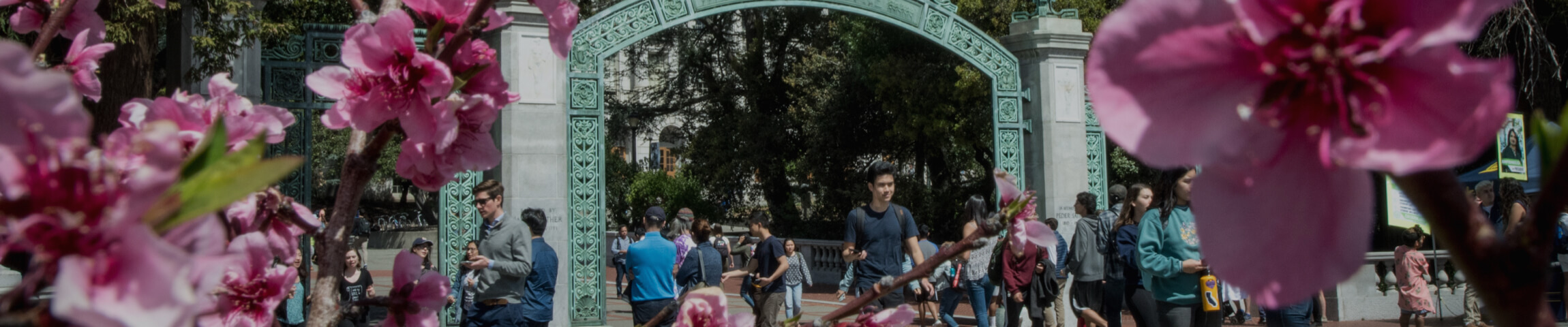 Sather Gate at UC Berkeley with a lot of students walking around, and pink flowers
